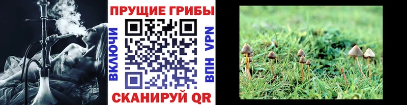 Купить закладки  Вытегра  Псилоцибиновые грибы мухоморы 